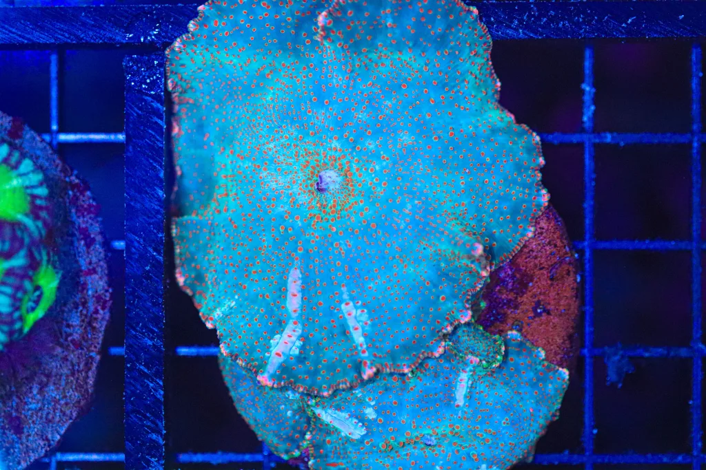 Frag Box Corals