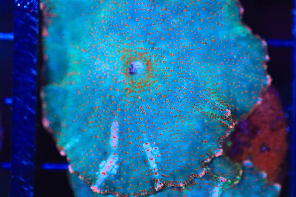 Frag Box Corals