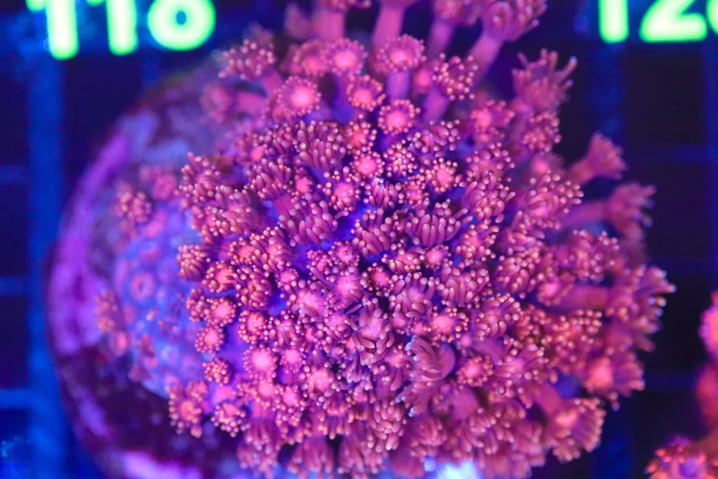 Frag Box Corals