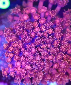 Wysiwyg Flowerpot Coral Colony (C117)