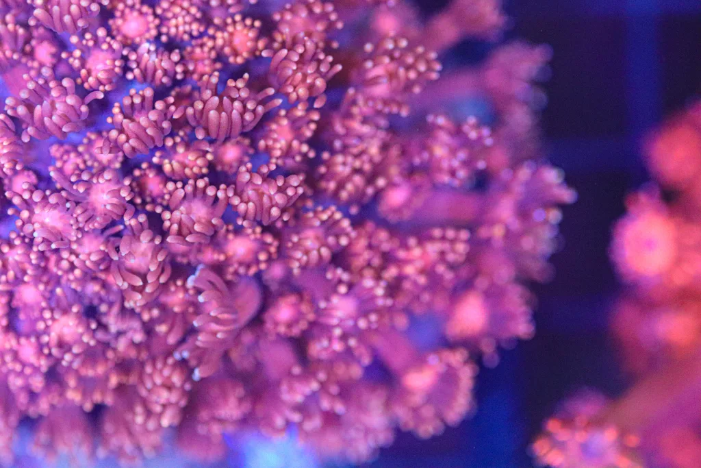 Frag Box Corals
