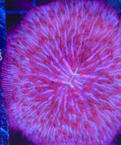 Wysiwyg Plate Coral (C125)