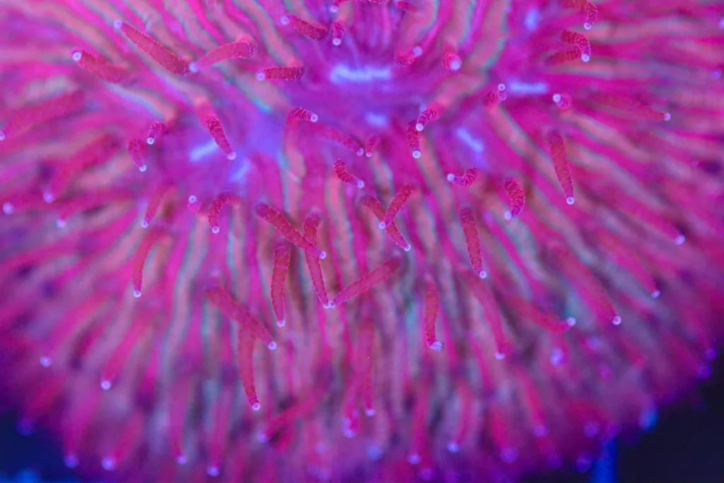 Frag Box Corals