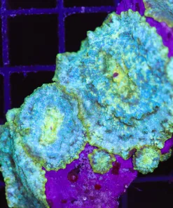 Space Cadet Mushroom Frag (one leaf) (C129)