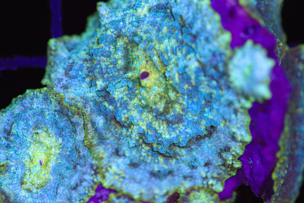 Frag Box Corals