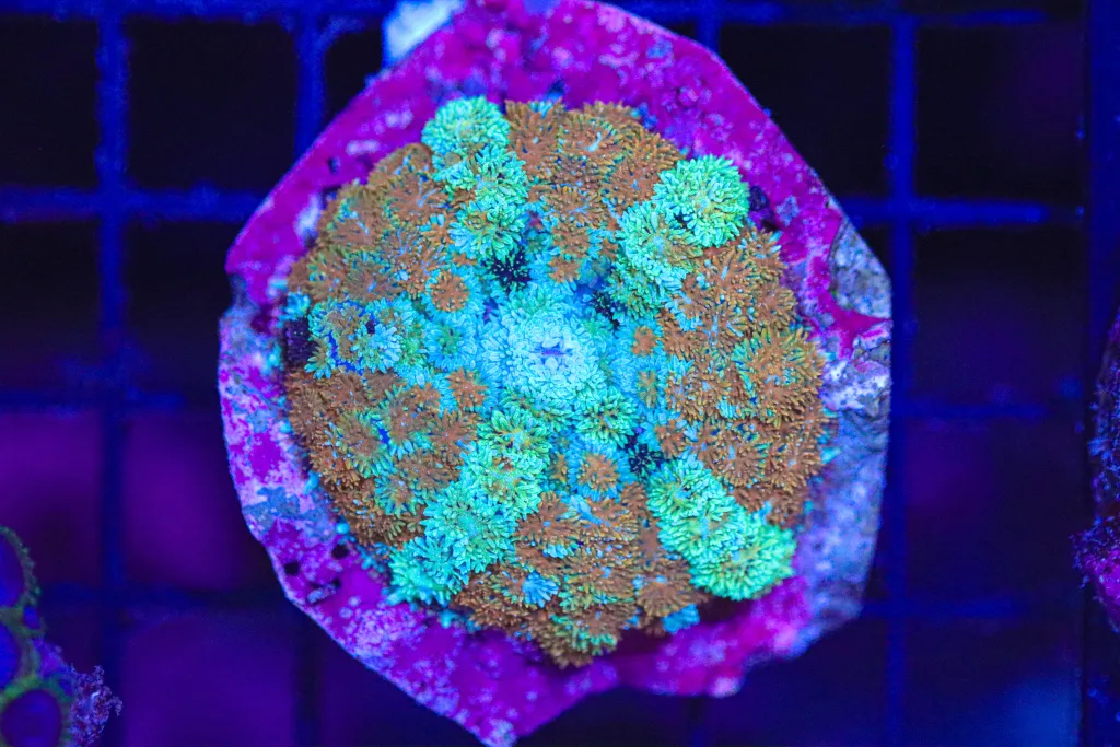 Frag Box Corals