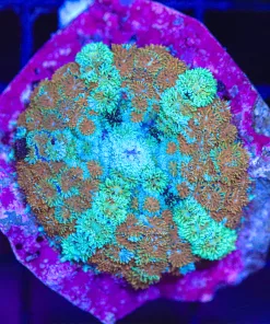 Wysiwyg Rhodatis Bryoides (C130) *the rarest of rare mushroom species*