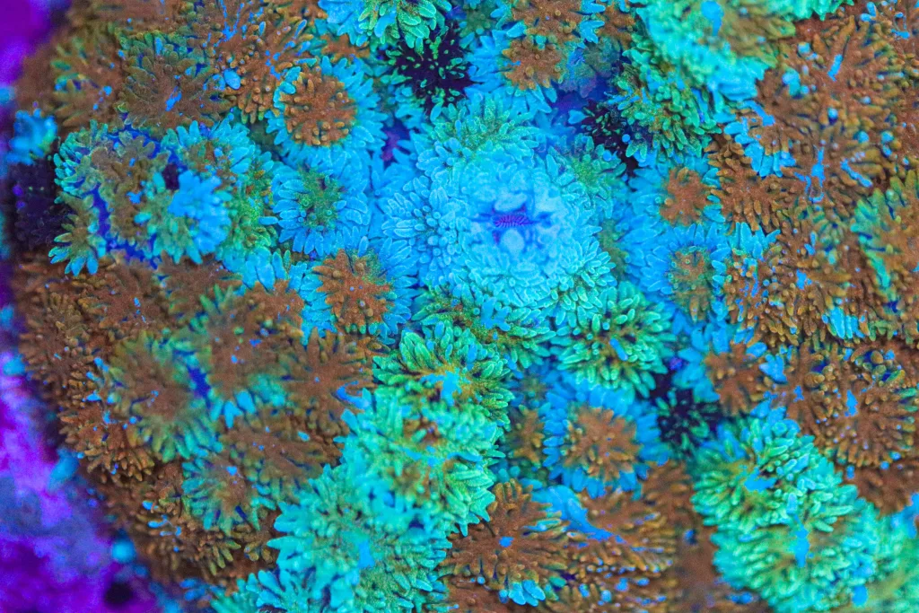 Frag Box Corals