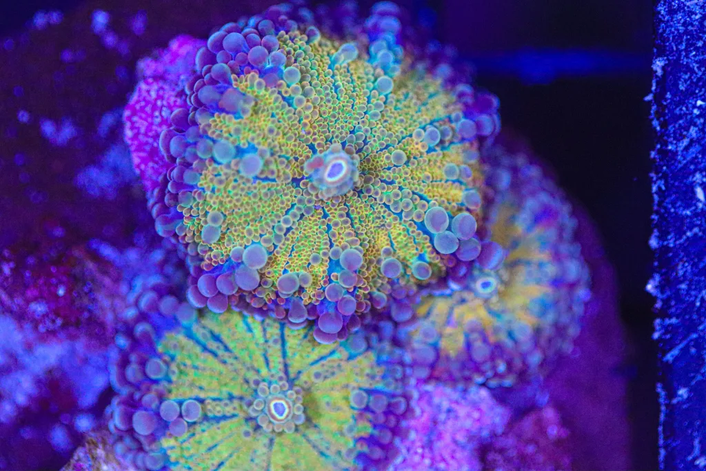 Frag Box Corals