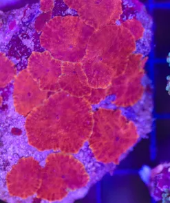 Wysiwyg Red Mushroom Covered Rock Colony (C138)