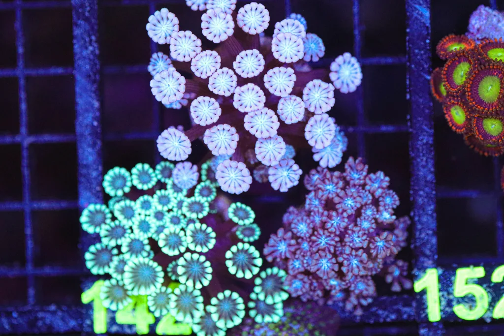 Frag Box Corals