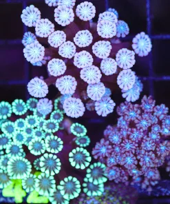 Wysiwyg 3 for 1 Alveopora Coral Combo Pack (C142)