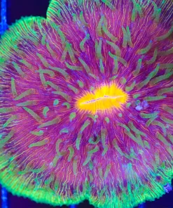 Wyswiyg Plate Coral (C144)