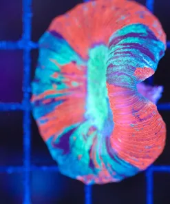 Wysiwyg Smaller Sized Blue Marbled Open Brain Coral (C147)