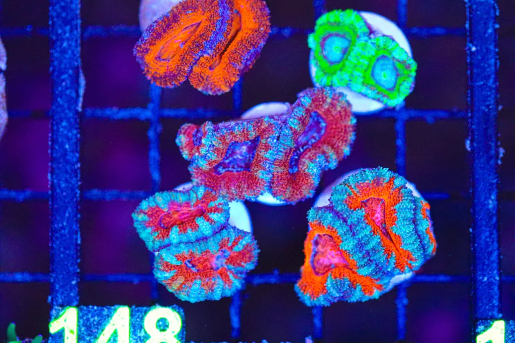 Frag Box Corals