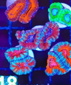 Wysiwyg 5 for 1 Acan Coral Frag (C148) *Free Shipping No Minimum livestock spend*