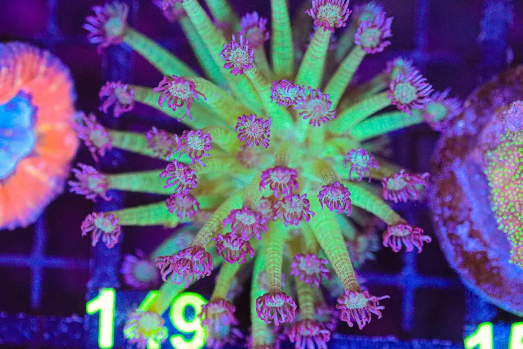 Frag Box Corals