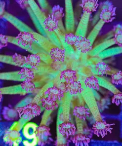 Wysiwyg Flowerpot Coral (C149)