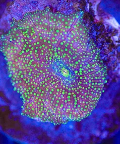 Yellow Interstellar Mushroom Coral (C159)