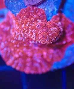 Wysiwyg Mushroom Coral (C160)