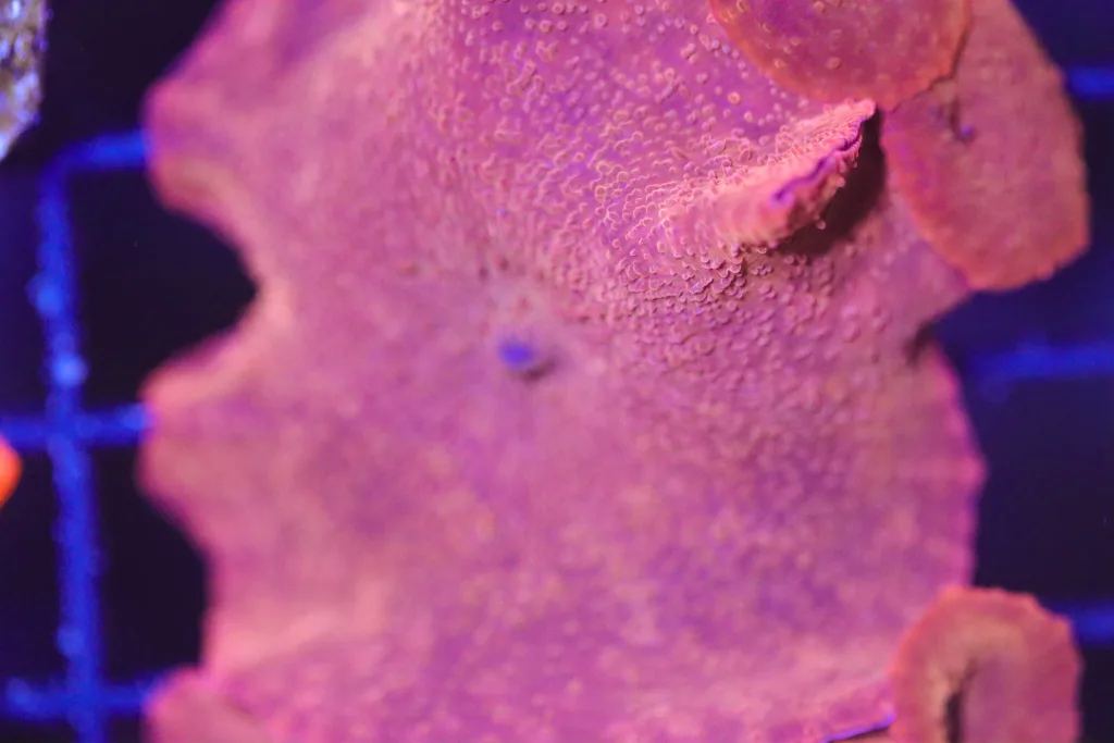 Frag Box Corals