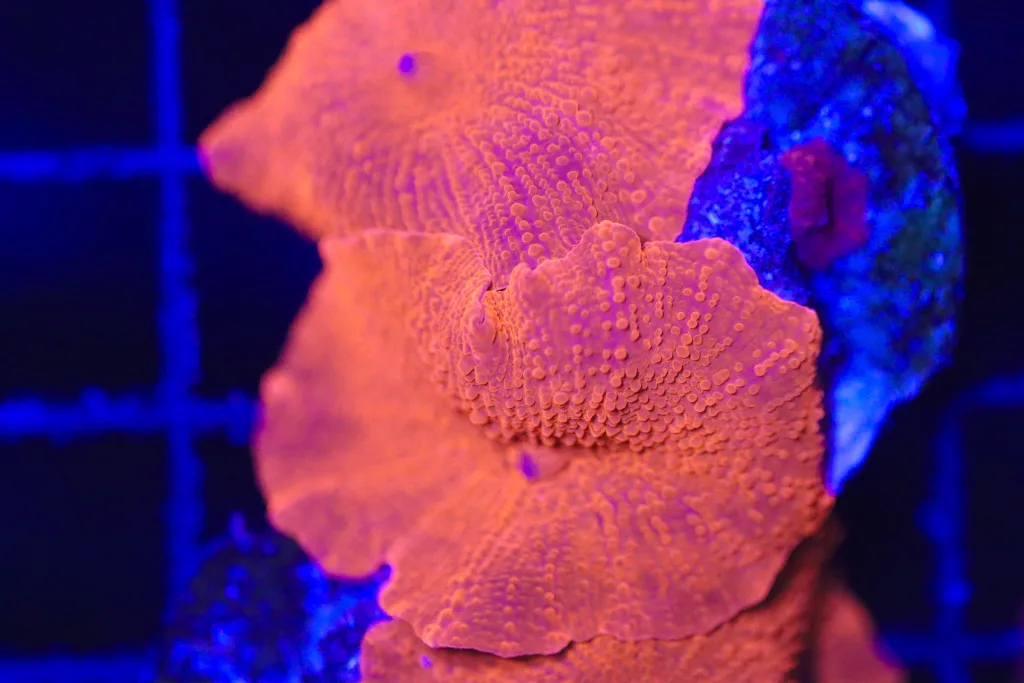 Frag Box Corals