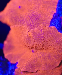 XL Afterburner Mushroom (1-3 Leafs / Mini Colony)