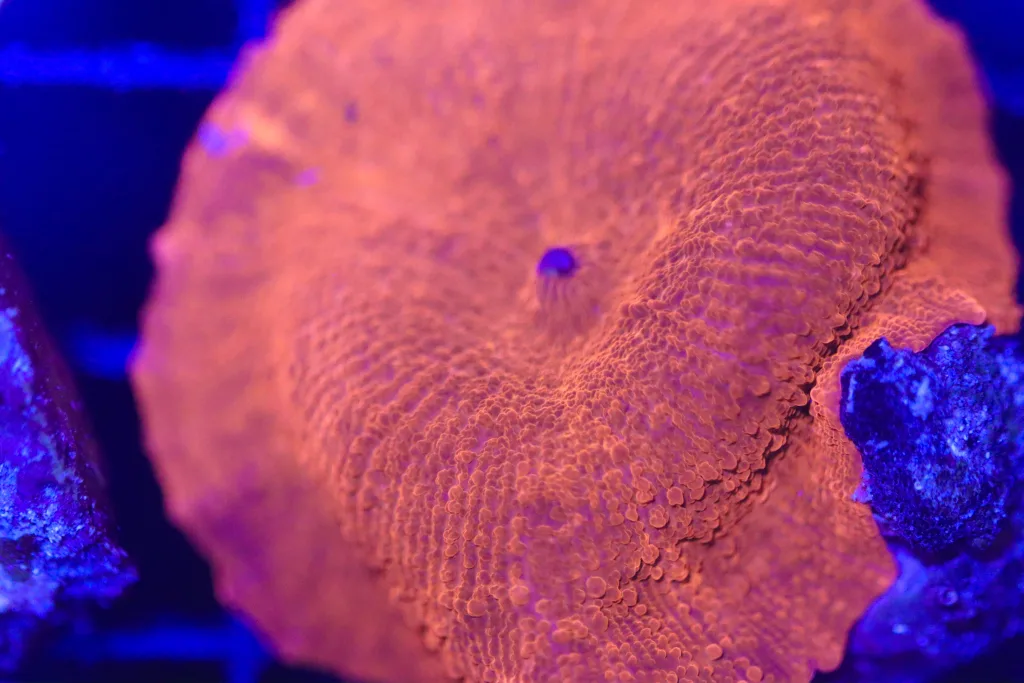 Frag Box Corals