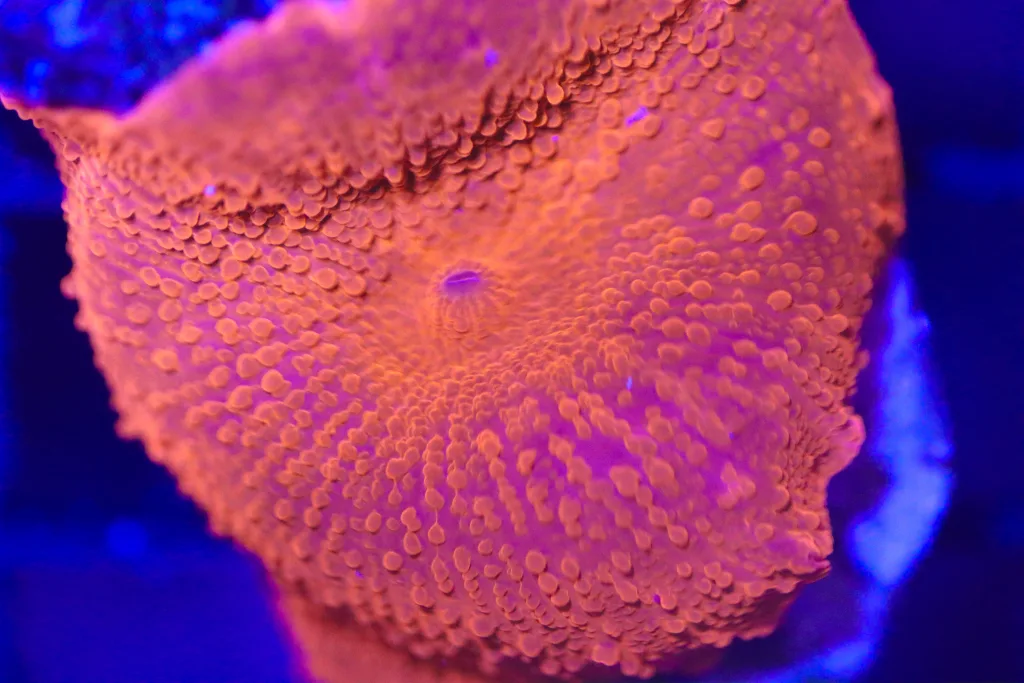 Frag Box Corals