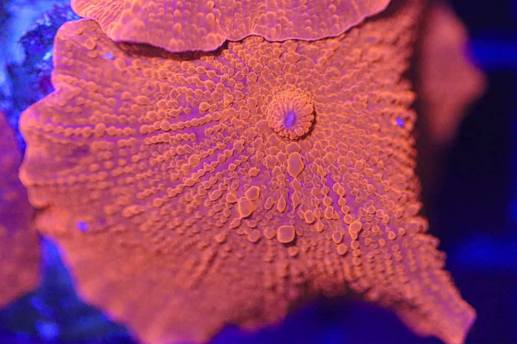 Frag Box Corals