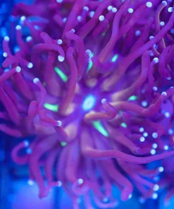 Gold / Green Mouth Torch Coral (L1)