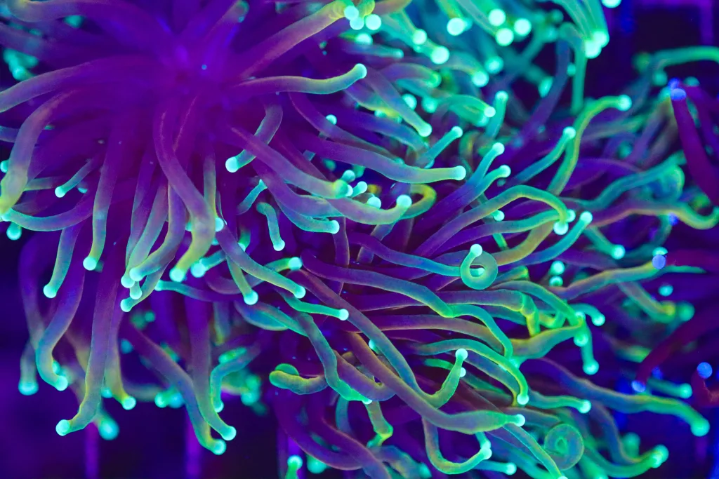 Frag Box Corals