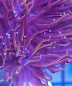 Purple Gold Torch Coral (L3)