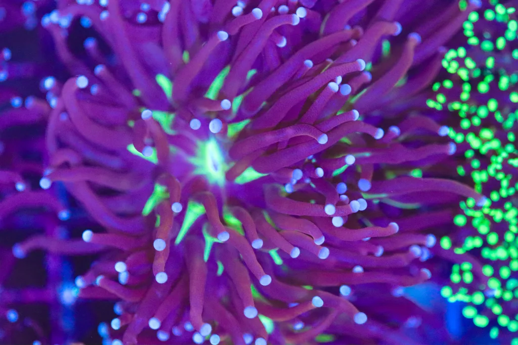 Frag Box Corals