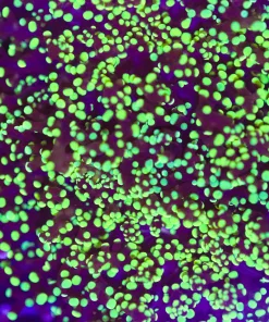 Large Octospawn Coral (L6)