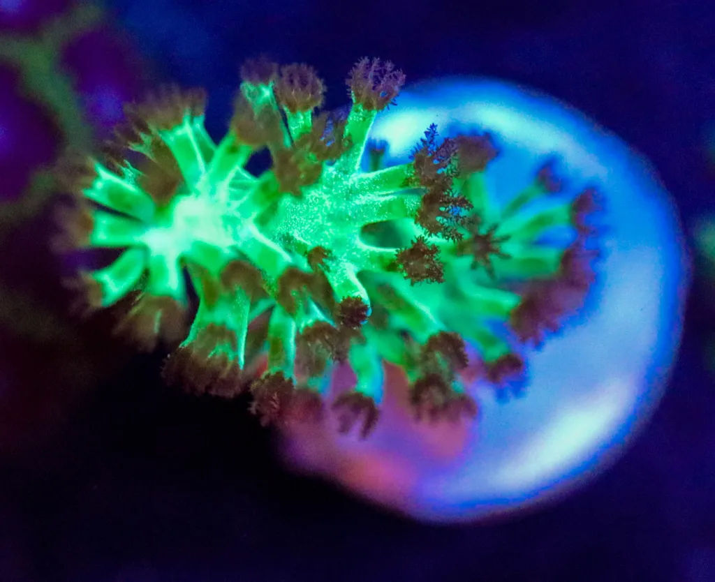 Frag Box Corals