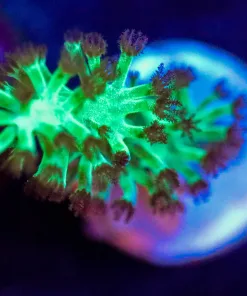 Wysiwyg Dr Fuzzy Nepthea Frag [F17]
