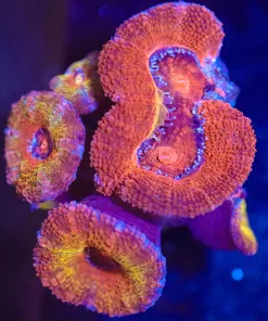 Wysiwyg Acan Frag [F22]