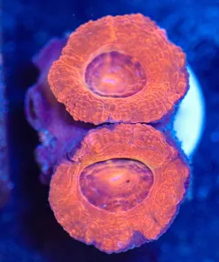 Wysiwyg Acan Frag [F25]