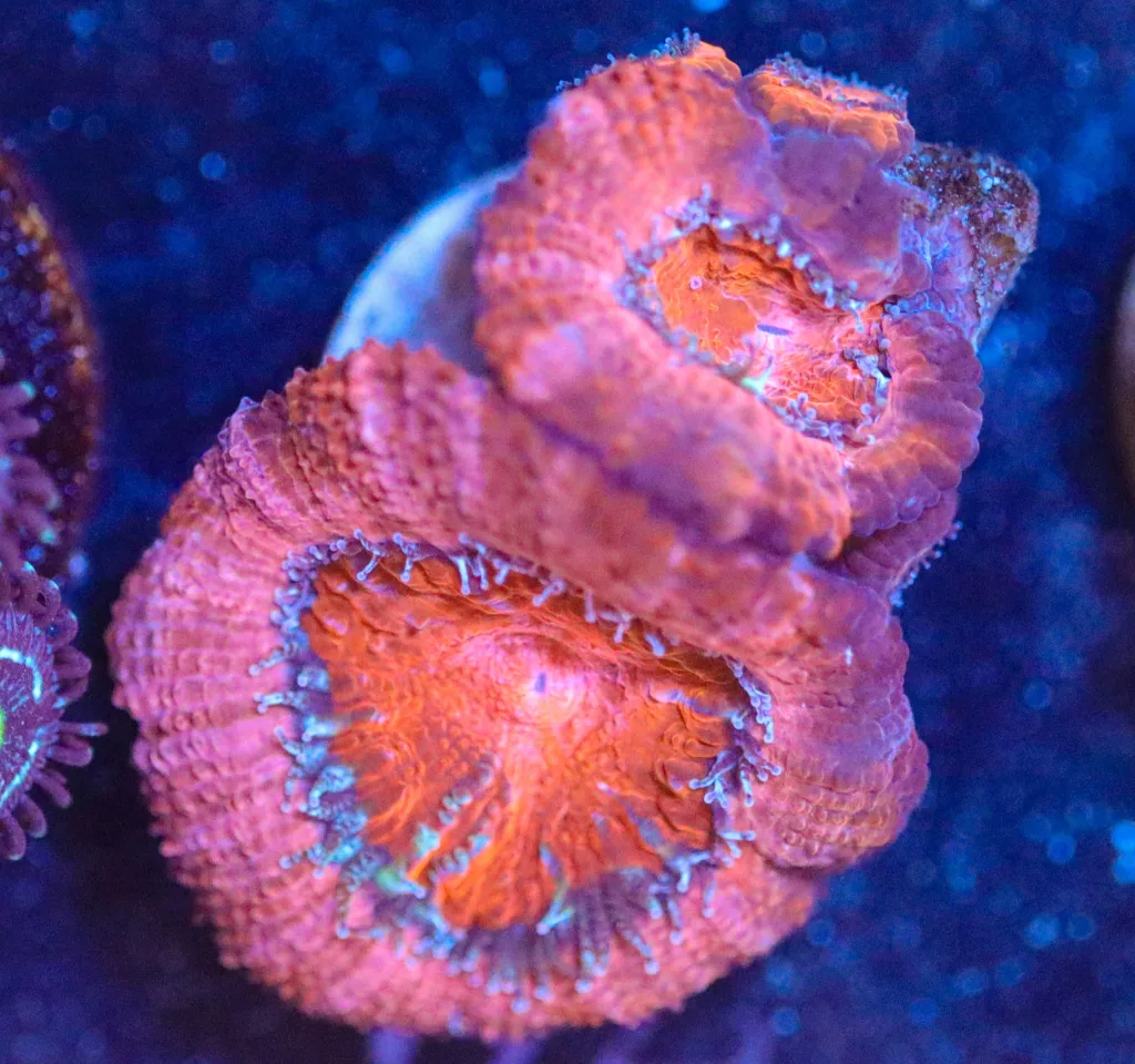 Frag Box Corals