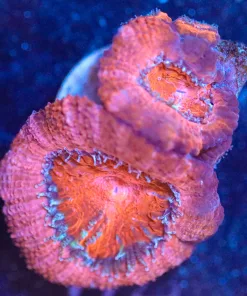 Wysiwyg Acan Frag [F52]