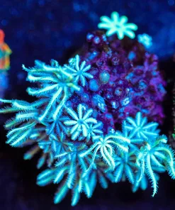 Wysiwyg Pipe Organ Frag [F58]