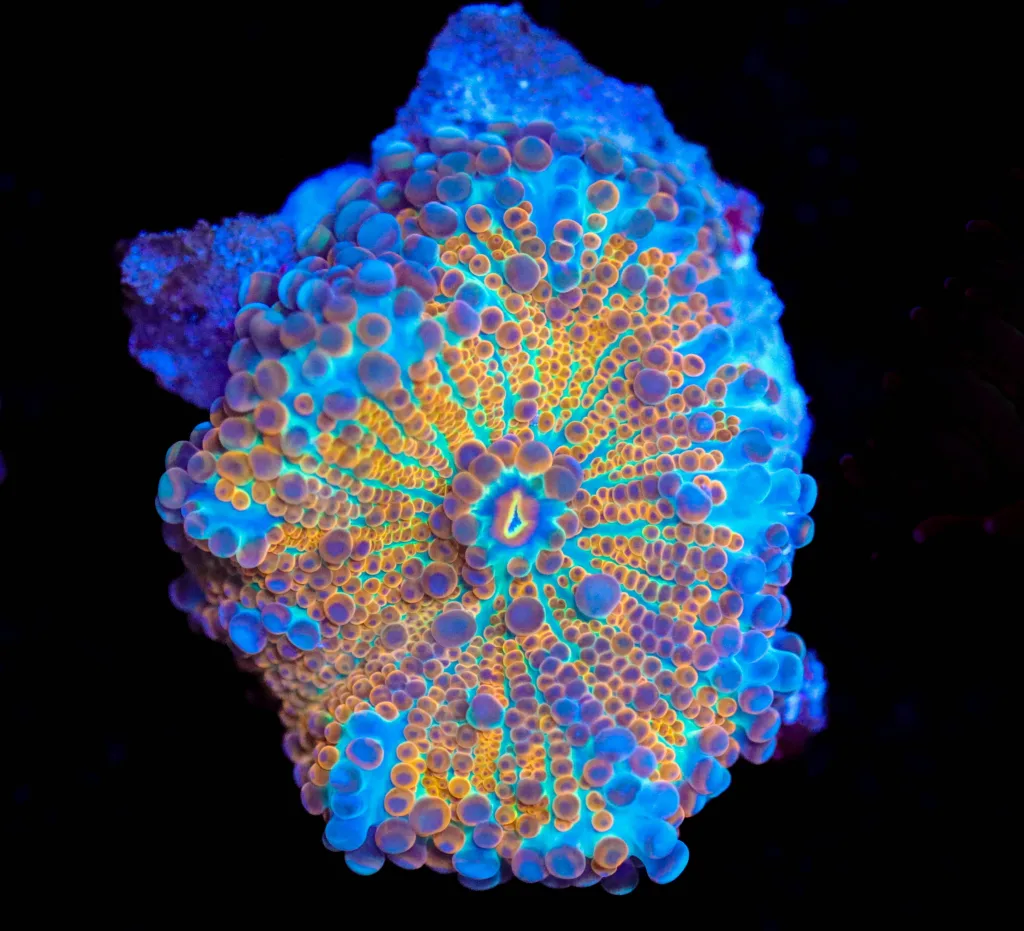 Frag Box Corals