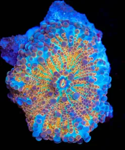 Wysiwyg Crazy Yuma Mushroom [F62]