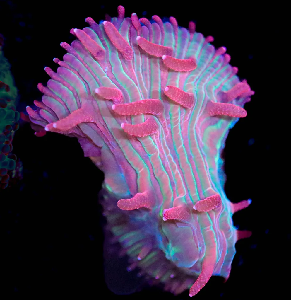 Frag Box Corals