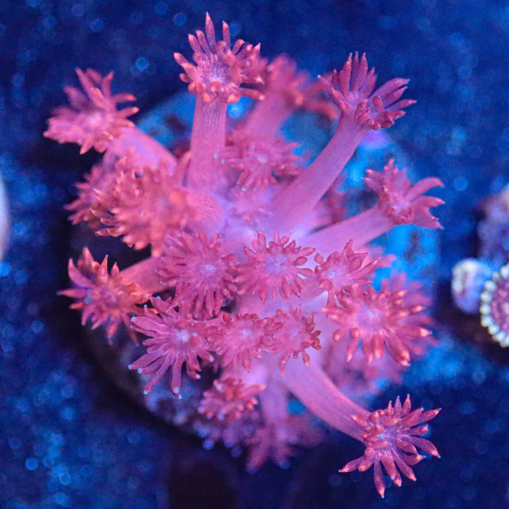 Frag Box Corals