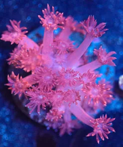 Wysiwyg Flowerpot Frag [F67]
