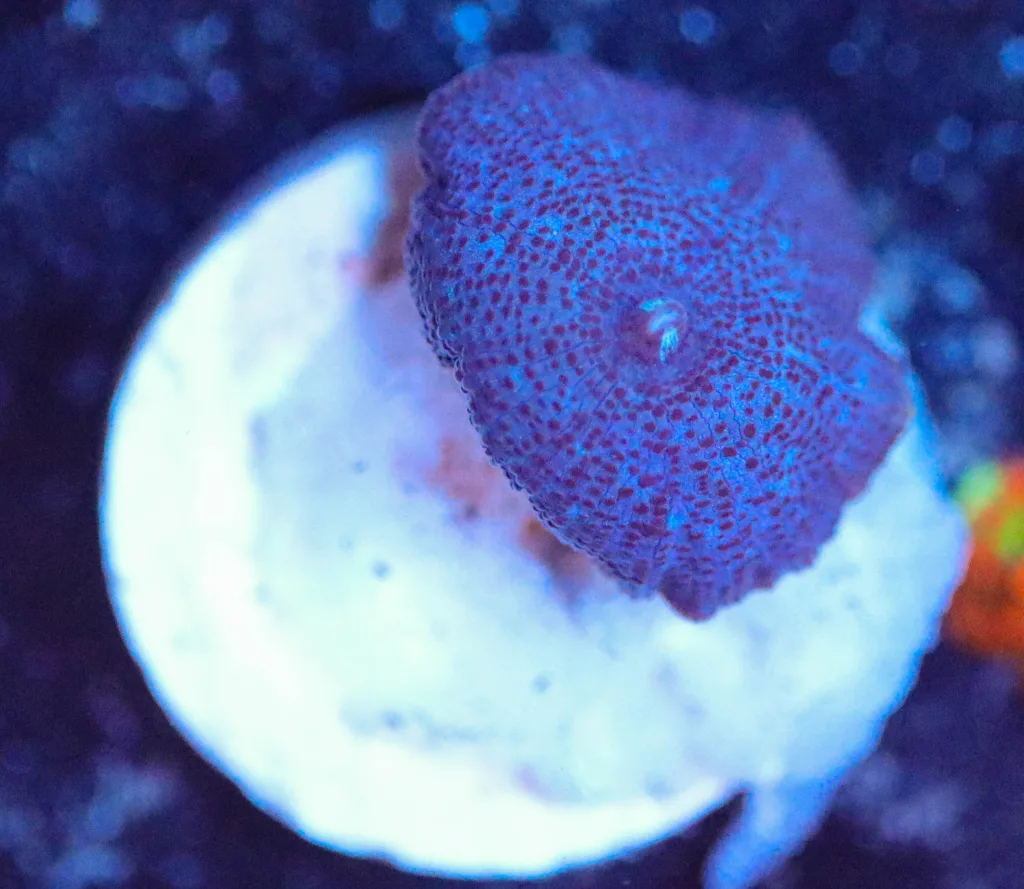 Frag Box Corals
