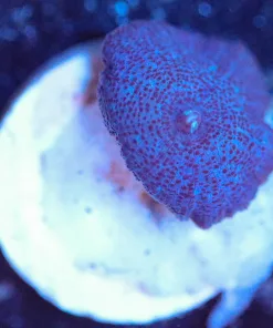 Wysiwyg Mushroom Frag [F69]