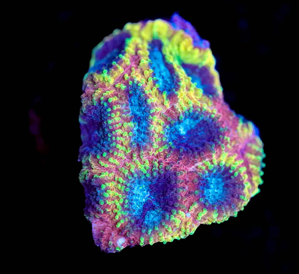 Frag Box Corals